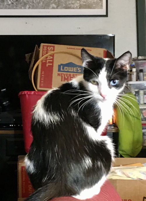 Chloe