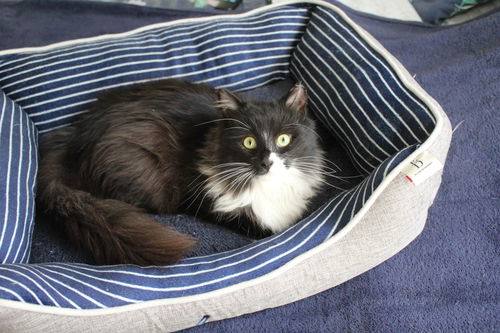 Oreo
