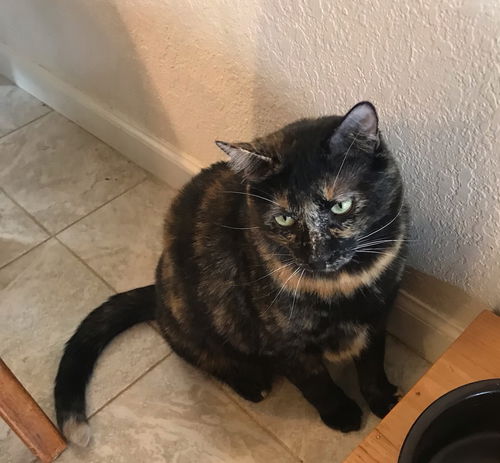 Arya