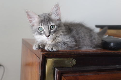 Athena