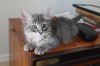 Athena