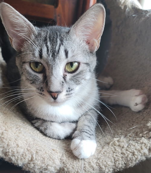Bonnie