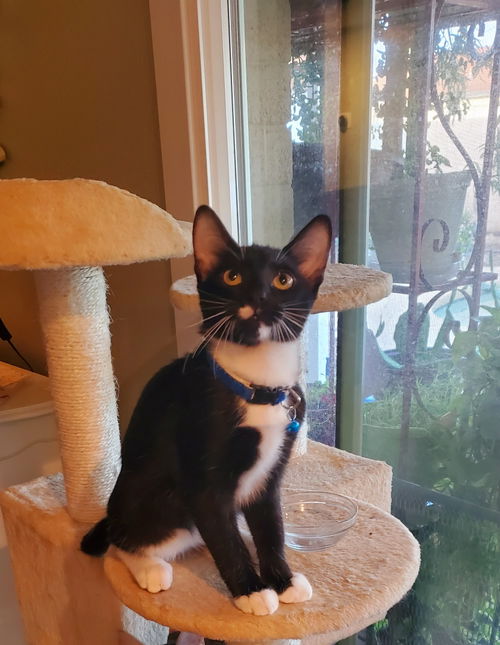 Blackie