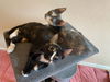Callie (bonded to Kira)