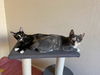 Callie (bonded to Kira)