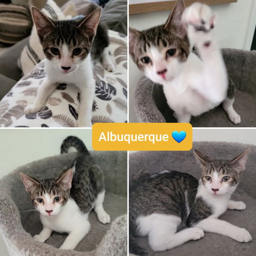 Albuquerque
