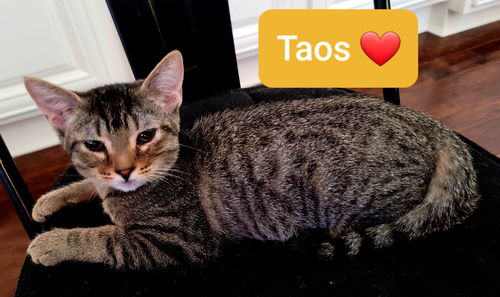 Taos