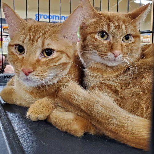 Cheeto (Bonded to Nacho)