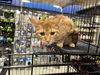 Cheeto (Bonded to Nacho)