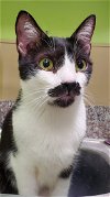 adoptable Cat in chandler, AZ named Sam Elliott