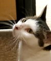 Dottie