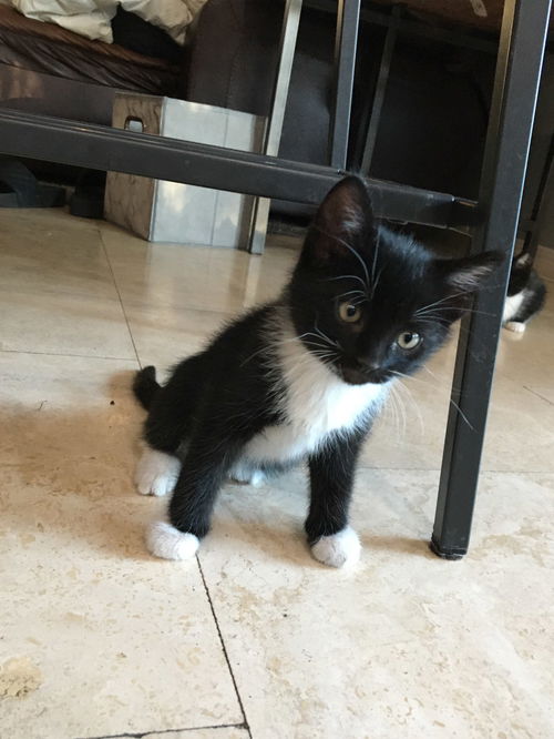 Charlie (bonded to Echo)