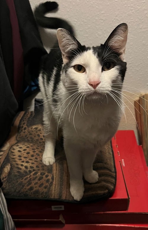 Opie