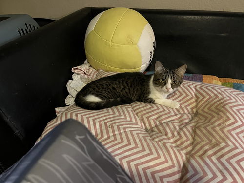 Avalon (Bonded to Izzie Stevens)