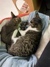 Avalon (Bonded to Izzie Stevens)