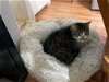 adoptable Cat in chandler, AZ named Joshua