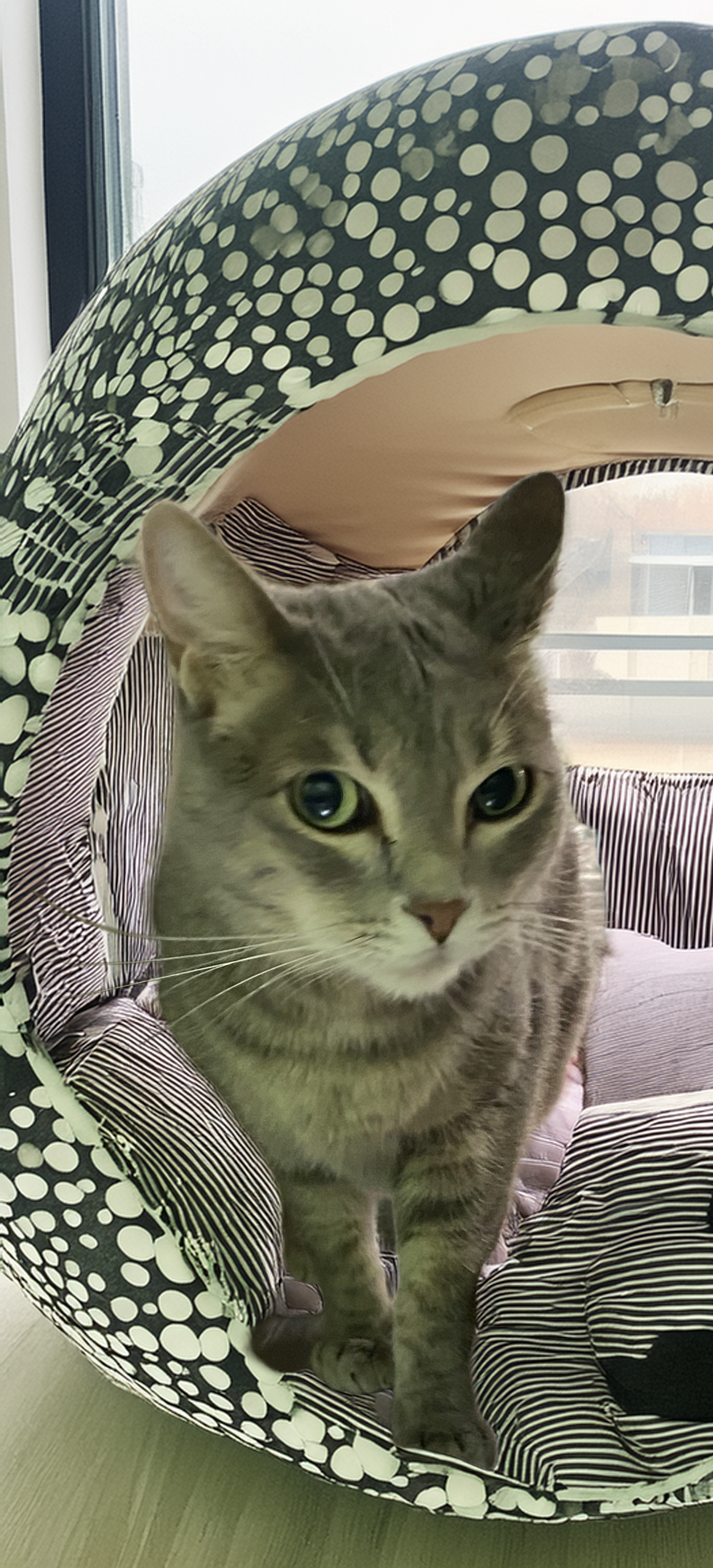 adoptable Cat in Chandler, AZ named Maggie of the Grayson Clan