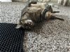 adoptable Cat in chandler, AZ named Ember