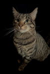 Athena