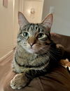 Athena