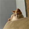 adoptable Cat in chandler, AZ named Saffron