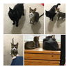 Jewell & Fendi (bonded pair)