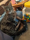 Monroe (Bonded to Marilyn)