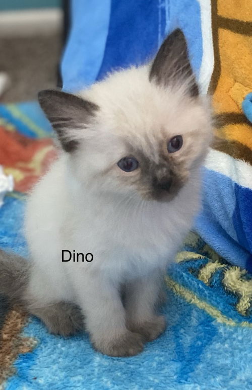 Dino