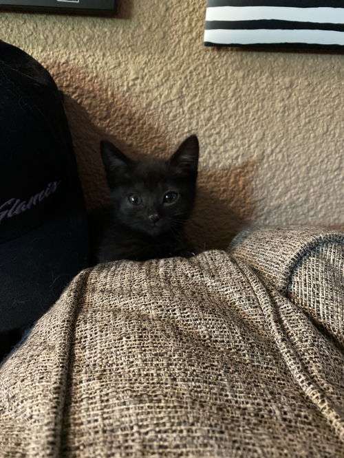 Juno