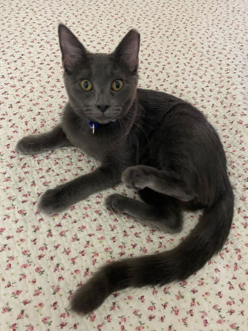 Ashley (kitten)