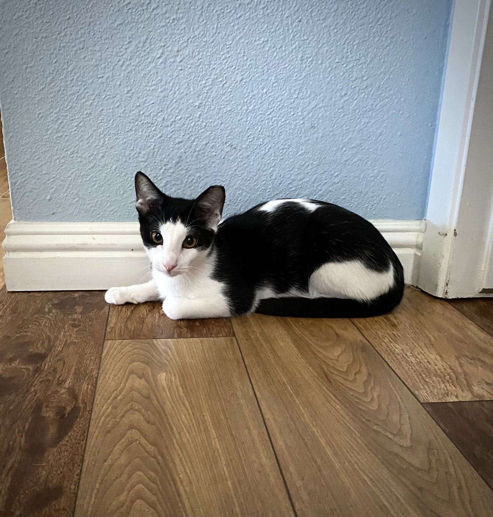Cats for Adoption in Scottsdale, Arizona Alpha Paw