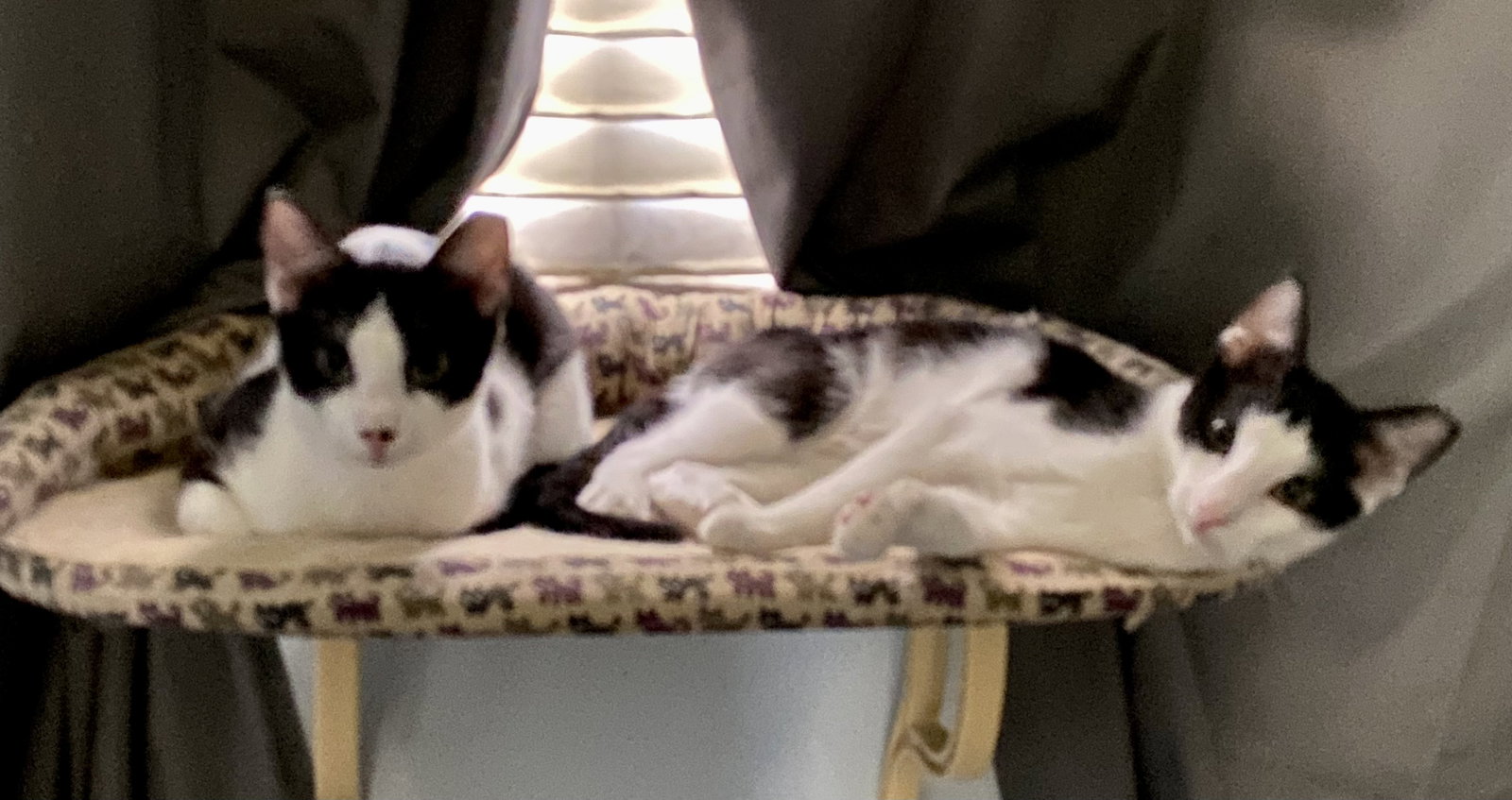 Cats for Adoption in Scottsdale, Arizona Alpha Paw
