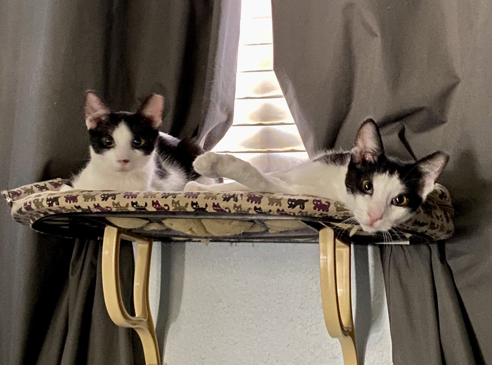 Cats for Adoption in Scottsdale, Arizona Alpha Paw