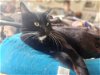 adoptable Cat in chandler, AZ named Maris