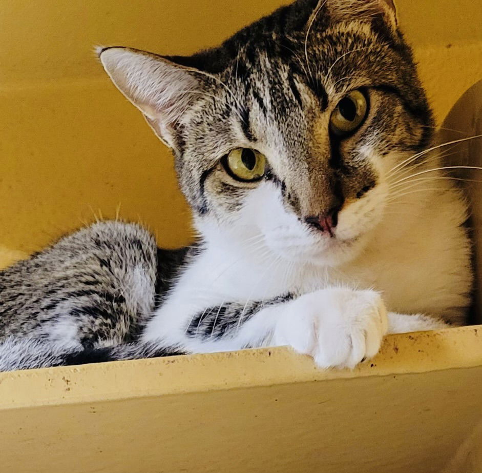 adoptable Cat in Chandler, AZ named Tommi Girl