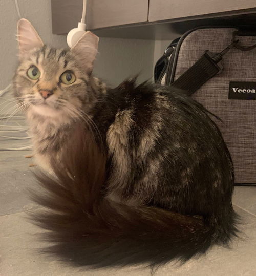 Kitty