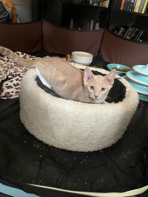Tuna Casserole