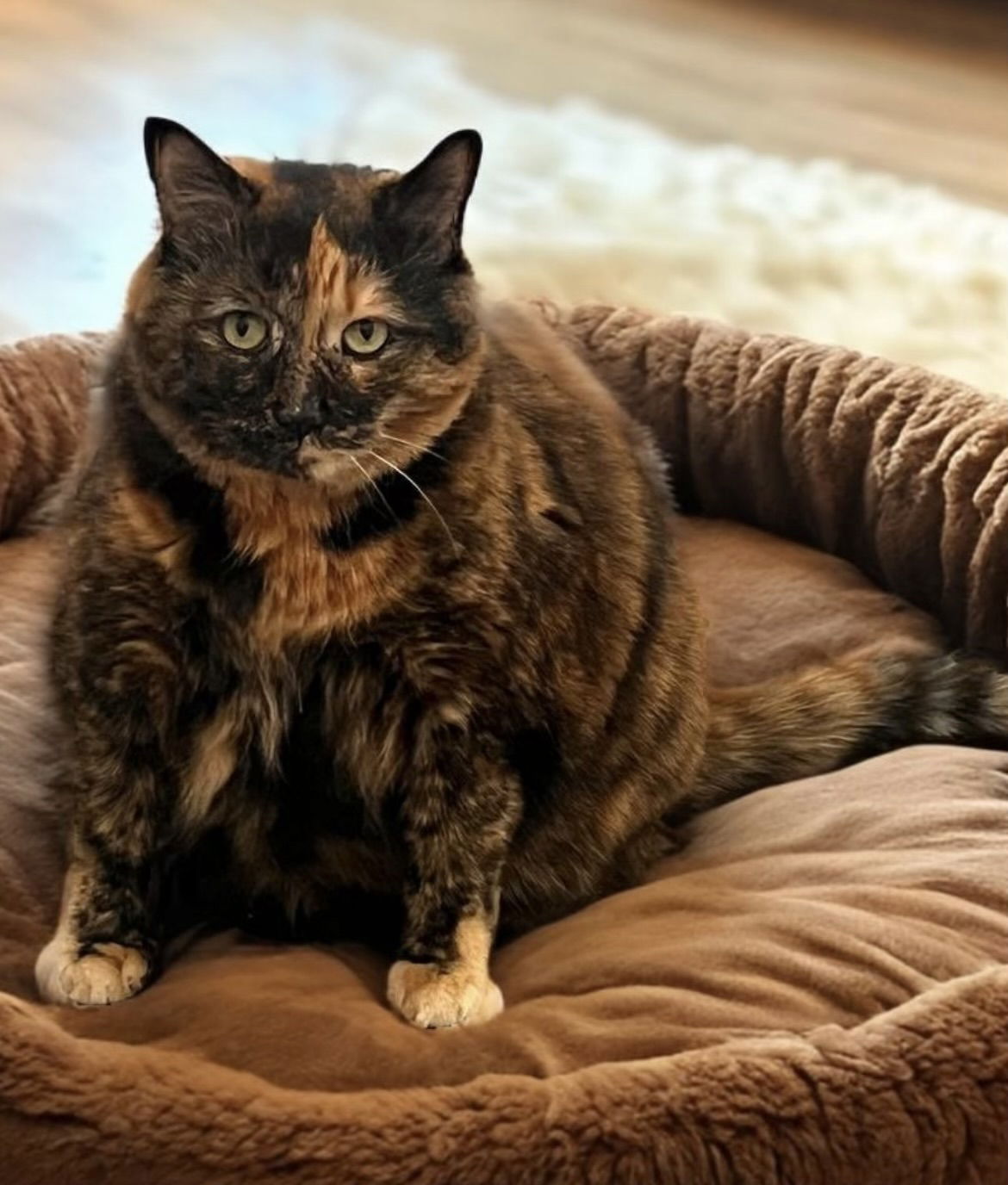 adoptable Cat in Chandler, AZ named Judy