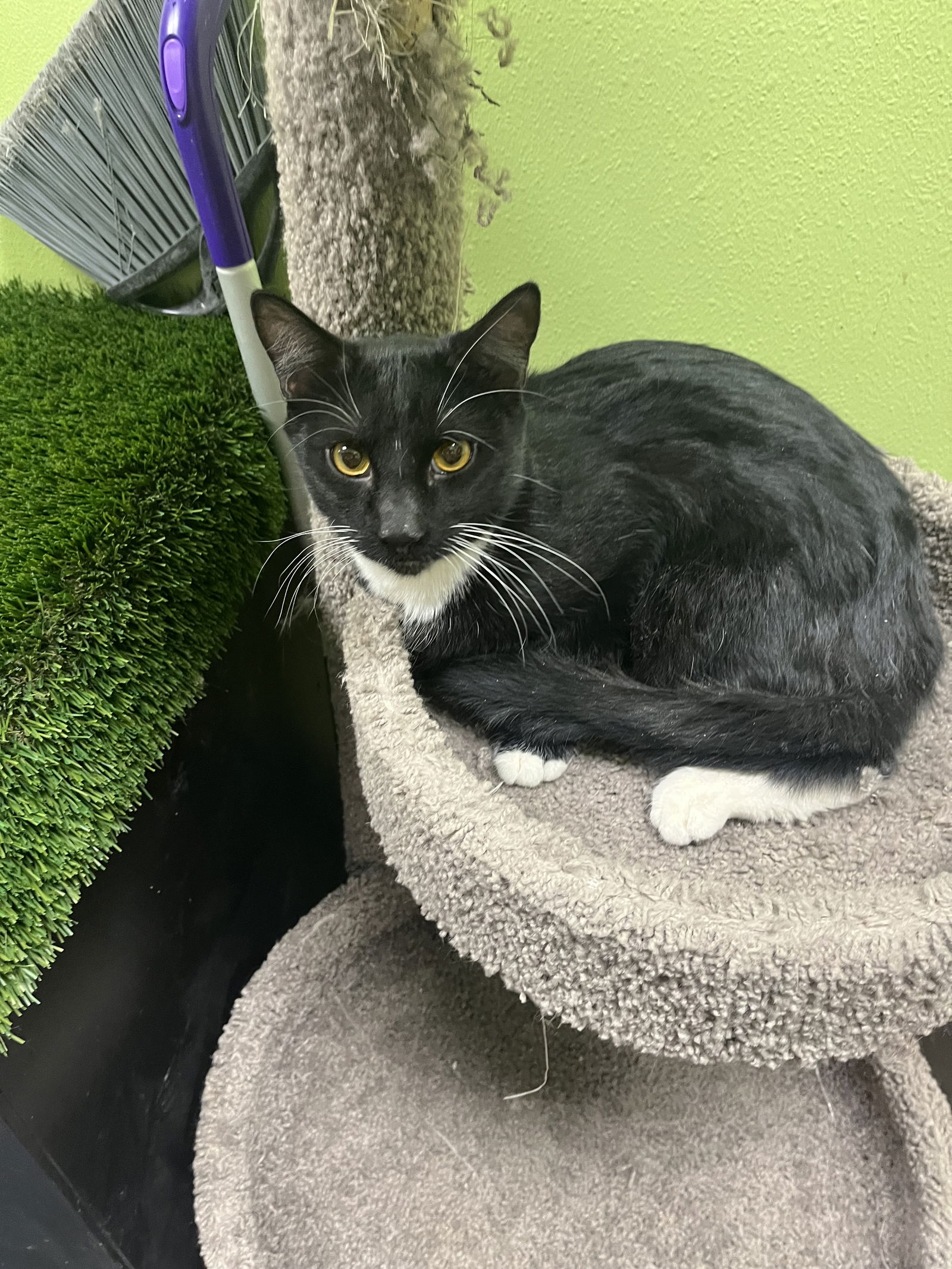 Cats for Adoption in Mesa, Arizona | Alpha Paw