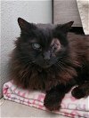 adoptable Cat in  named Benson (adult)