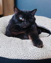 adoptable Cat in Chandler, AZ named Benson (adult)