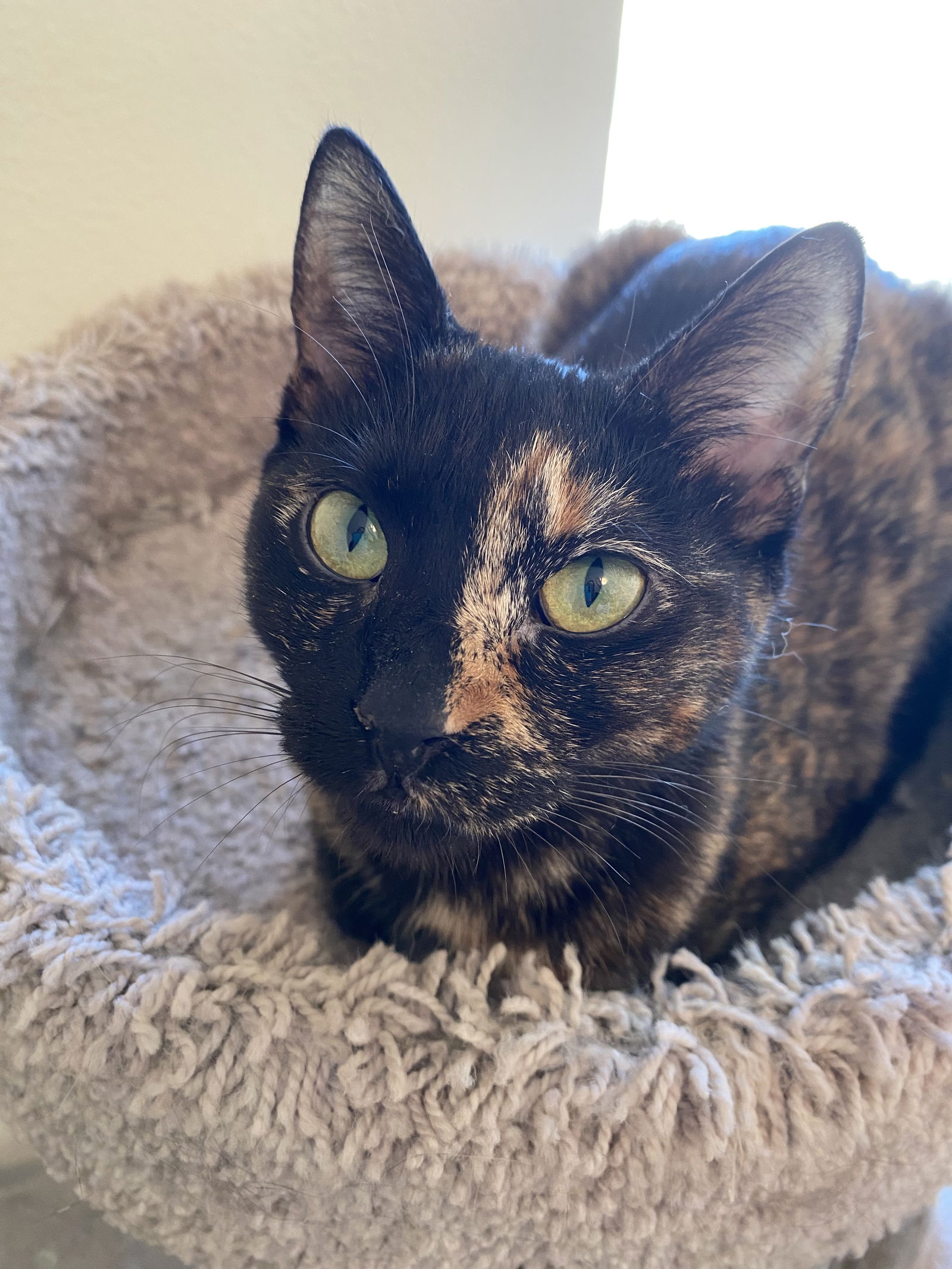 Cats for Adoption - Bianca