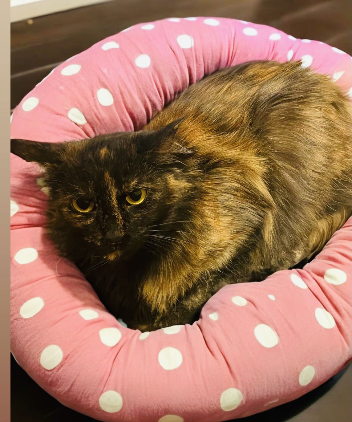 adoptable Cat in Chandler, AZ named Alida