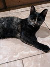 Eudora