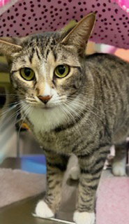 Bella, an adoptable Tabby in Chandler, AZ