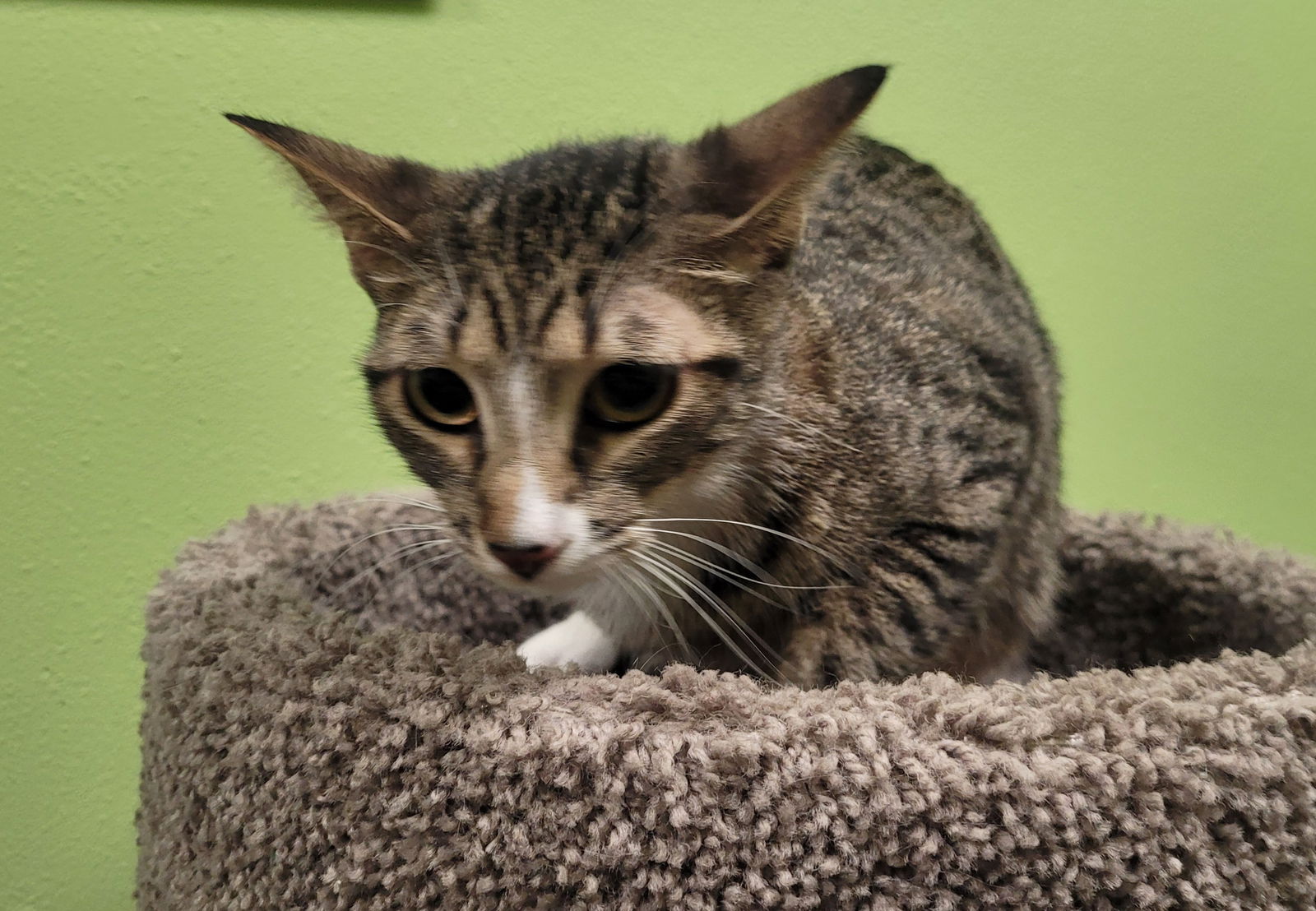 adoptable Cat in Chandler, AZ named Bella