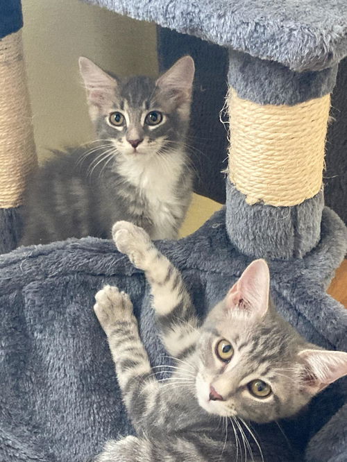 Ashton (bonded to Abbie)