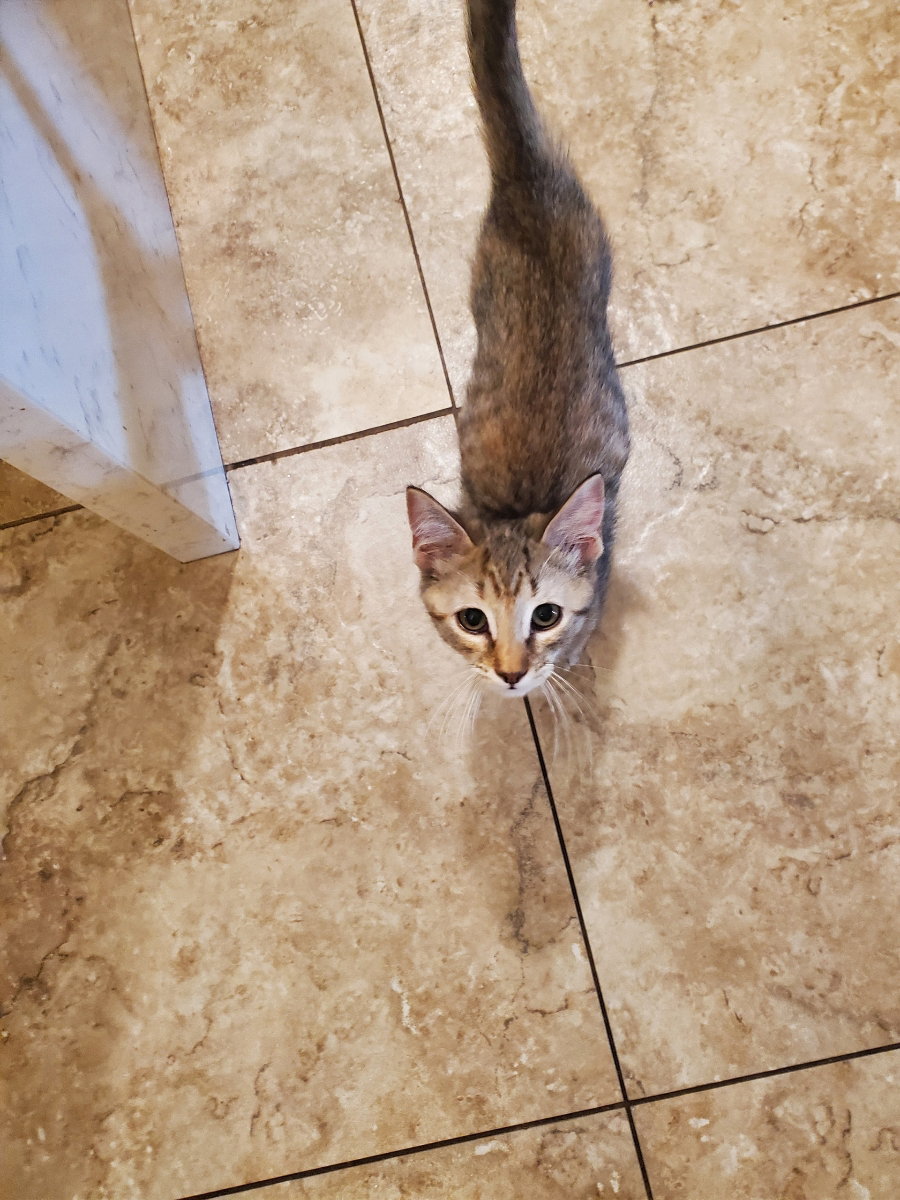 Cats for Adoption in Peoria, Arizona Alpha Paw