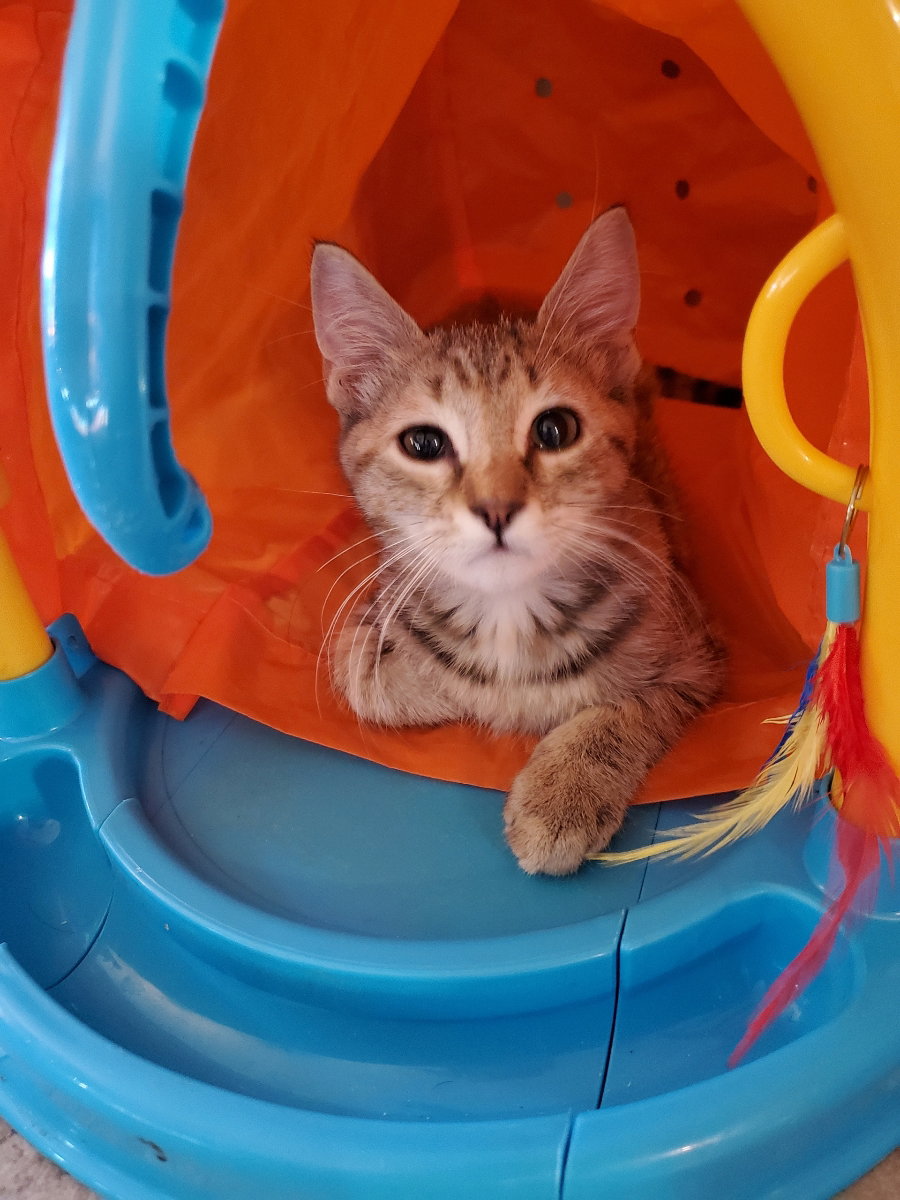 Cats for Adoption in Peoria, Arizona Alpha Paw