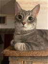 adoptable Cat in chandler, az, AZ named Briar (bonded to Cayenne)